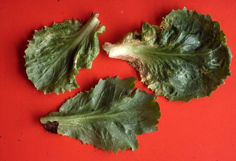 Tomato Spotted Wilt Virus plant disease in Middle Tennessee