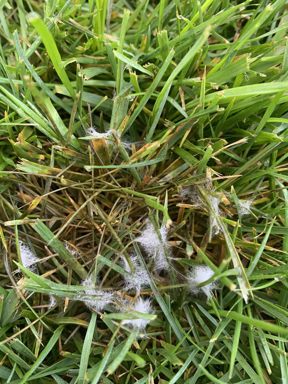 Pythium Blight thumbnail 2
