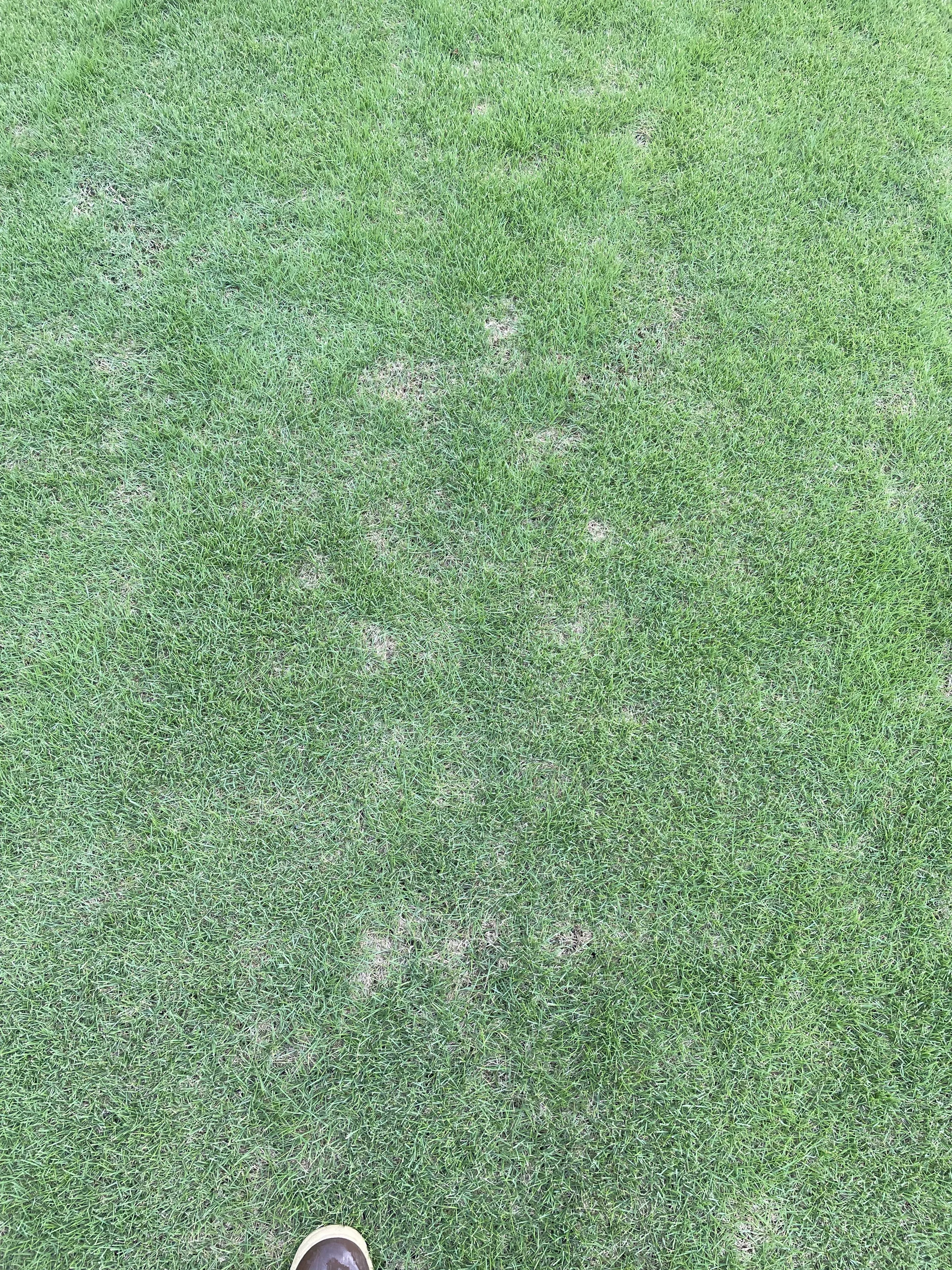 Dollar Spot thumbnail 3