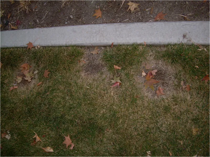 Necrotic Ring Spot turf disease in Middle Tennessee