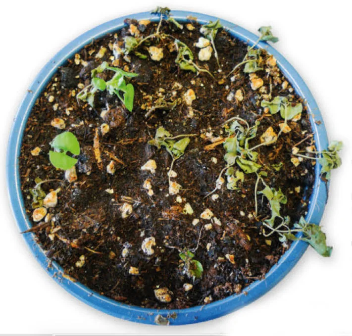 Pythium thumbnail 2