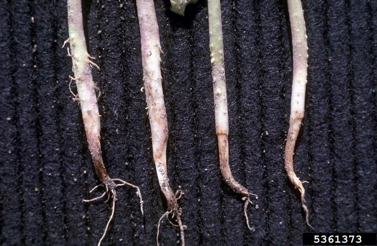 Pythium turf disease in Middle Tennessee