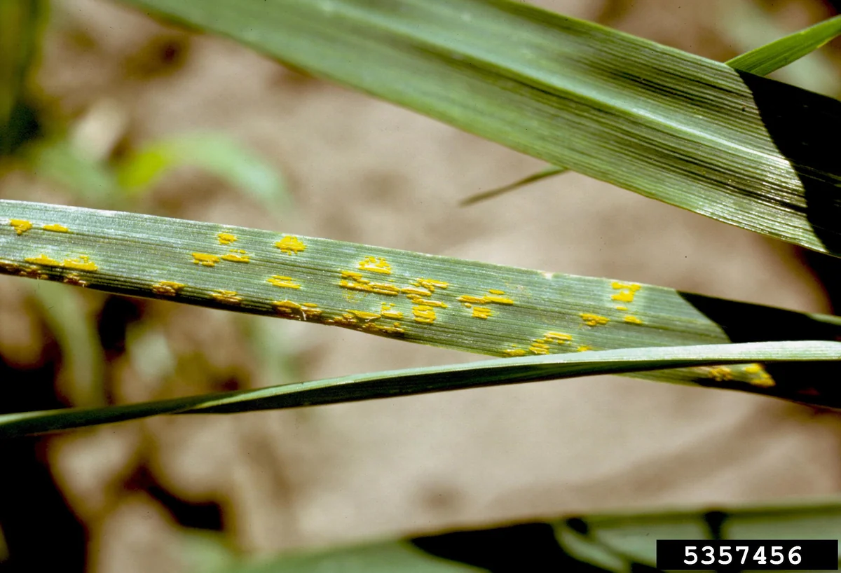 Rust turf disease in Middle Tennessee