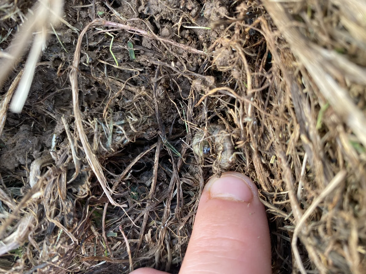 Armyworm Close up in Fescue with Desiccated Clubbed Plant Tissue — Mr. Lawn Care, Middle Tennessee lawn treatment