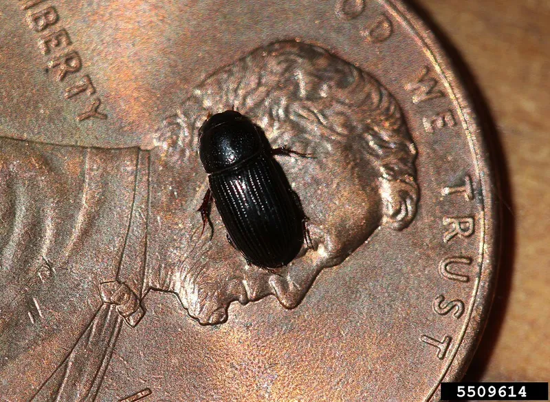 Black Turfgrass Ataenius (N/A) — pest in Middle Tennessee