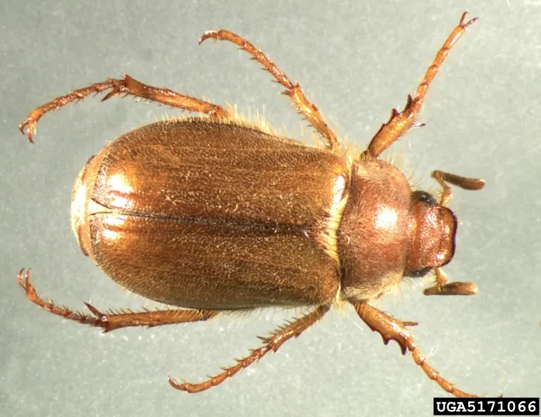 European Chafer (N/A) — pest in Middle Tennessee