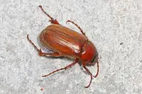 Asiatic Garden Beetle (N/A) in Middle Tennessee