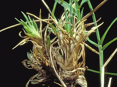 Bermudagrass mite (Eriophyes cynodoniensis) in Middle Tennessee