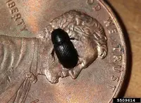Black Turfgrass Ataenius (N/A) in Middle Tennessee