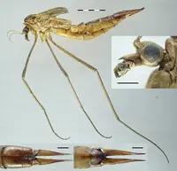 Crane fly larvae (Tipula spp.) in Middle Tennessee