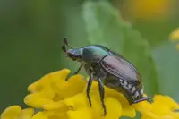 Japanese beetle larvae (Popillia japonica) in Middle Tennessee
