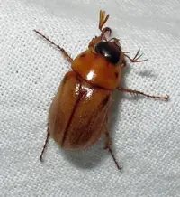 Masked Chafer (N/A) in Middle Tennessee