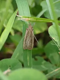 Sod Webworm (Crambus spp.) in Middle Tennessee