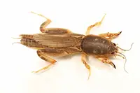 Southern mole cricket (Scapteriscus borellii) in Middle Tennessee