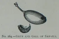 White Grubs (Scarabaeidae larvae) in Middle Tennessee