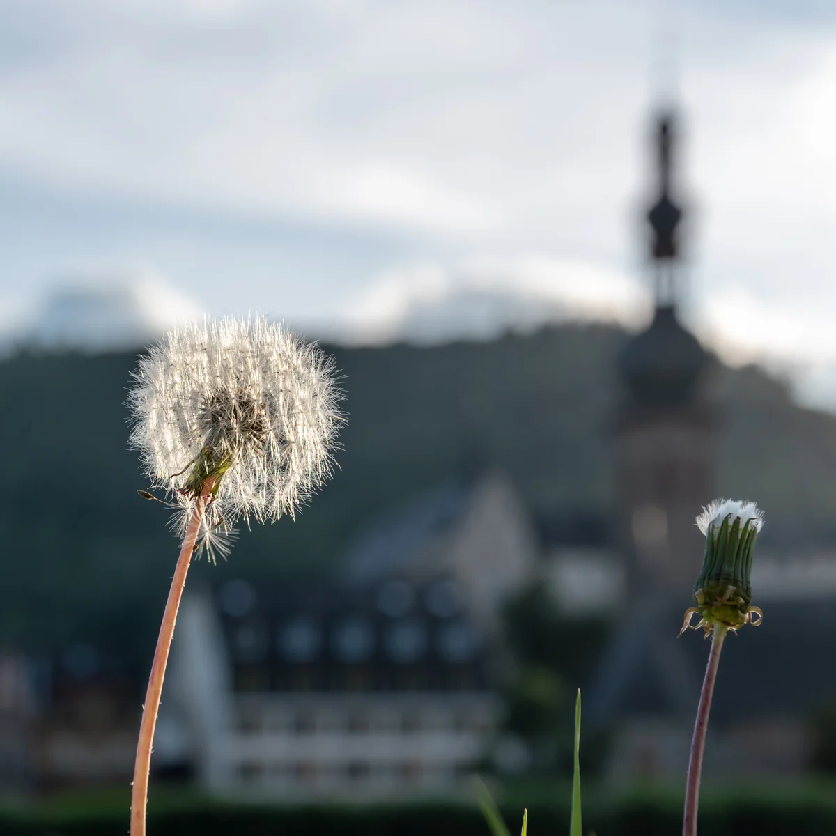 Dandelion thumbnail 2