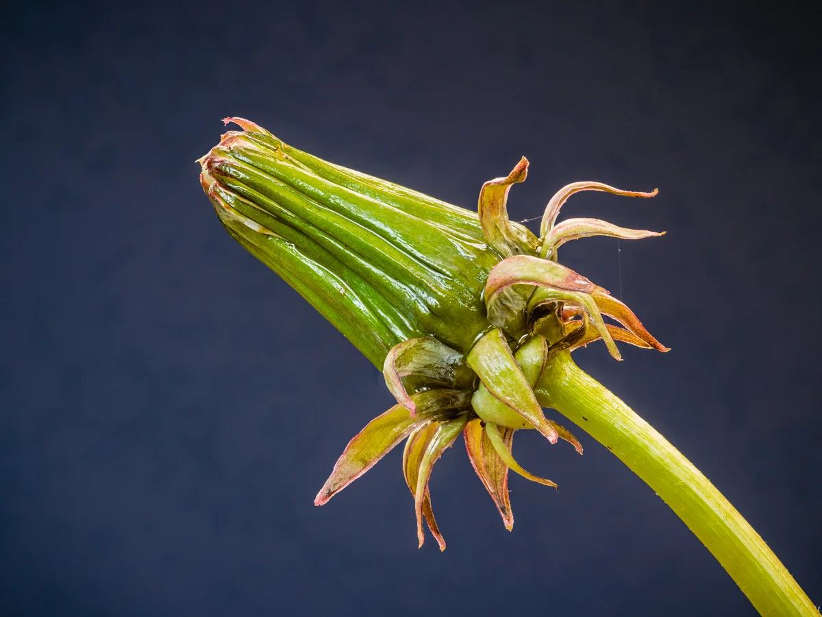 Dandelion thumbnail 3