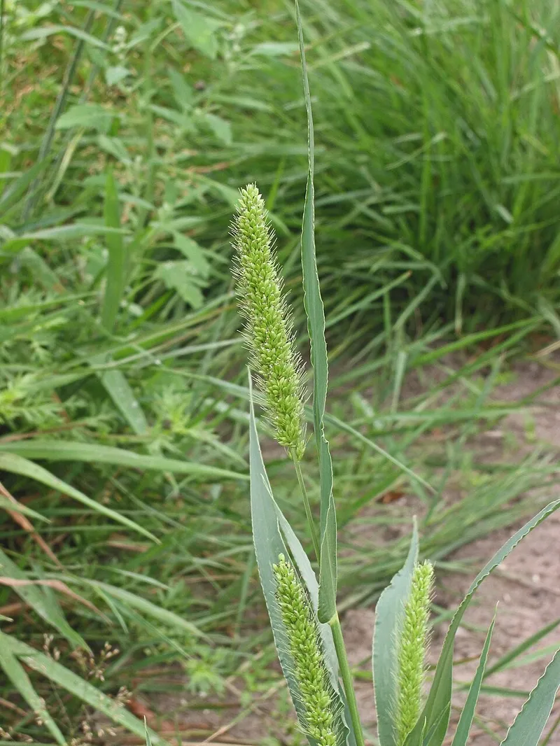 Foxtail (Setaria viridis) — weed in Middle Tennessee