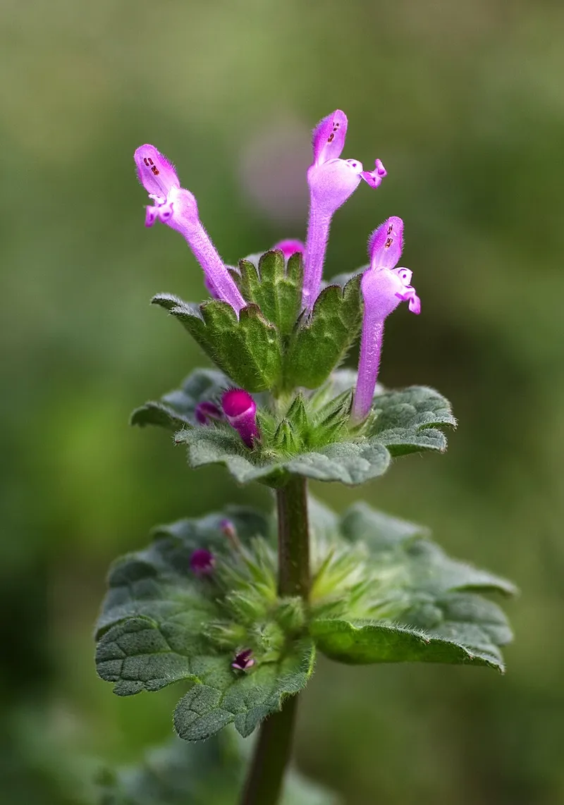 Henbit (Lamium amplexicaule) — weed in Middle Tennessee