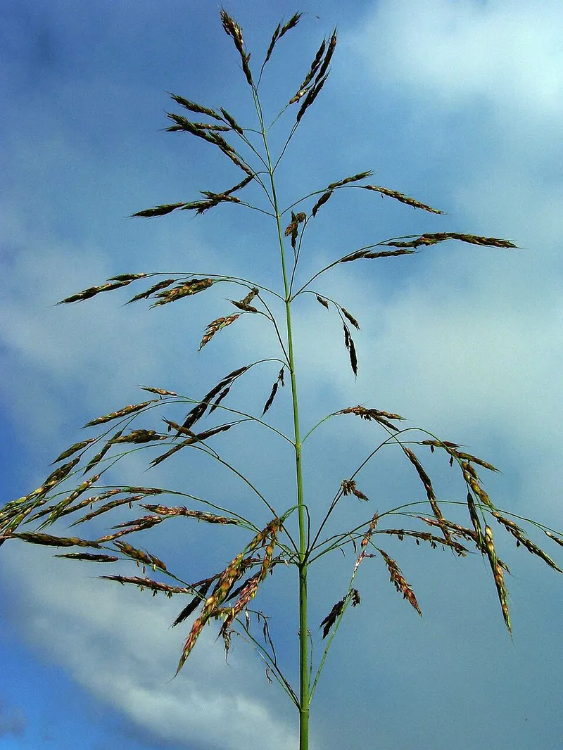 Johnson Grass (Sorghum halepense) — weed in Middle Tennessee