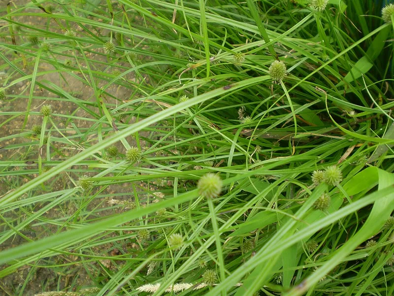 Kyllinga (Kyllinga brevifolia) — weed in Middle Tennessee