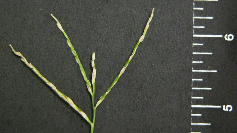 Large Crabgrass (Digitaria sanguinalis) — weed in Middle Tennessee