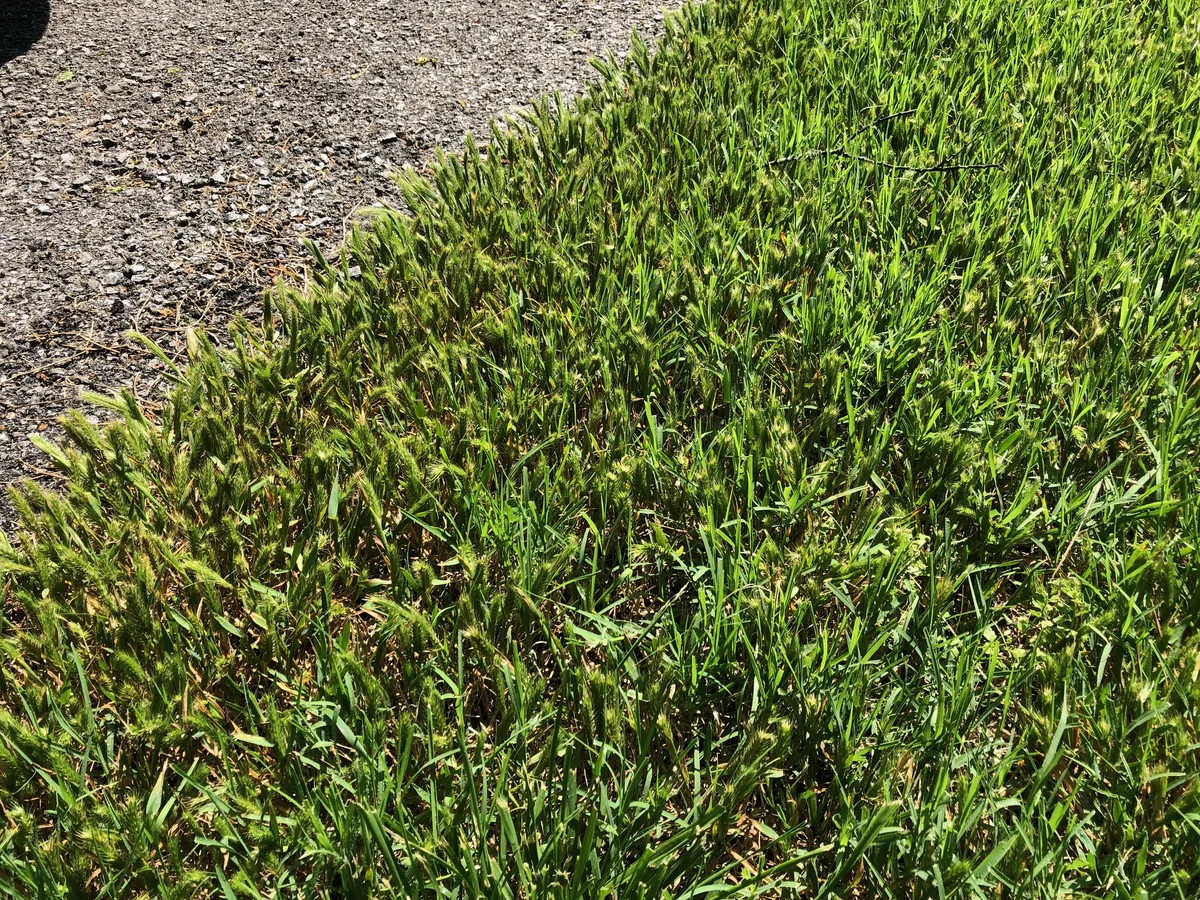 Little Barley weed in Middle Tennessee