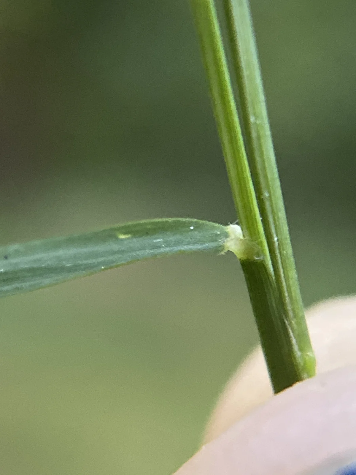 Nimblewill thumbnail 2