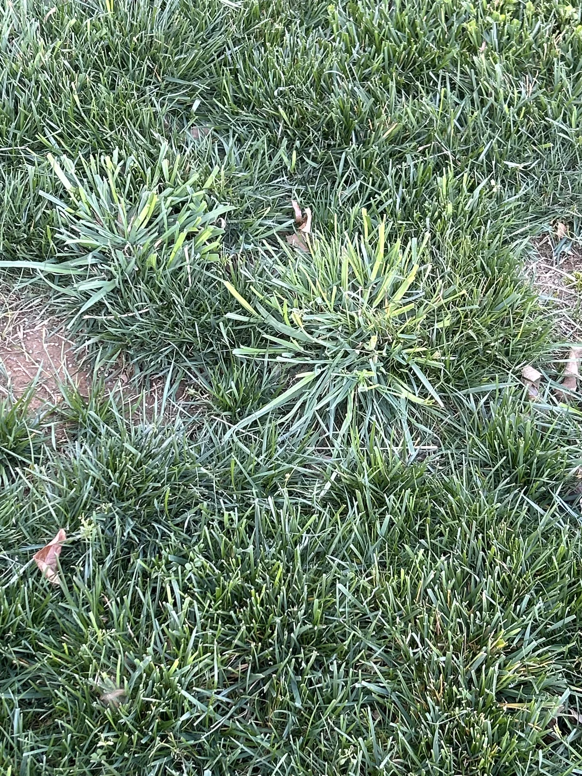 Orchardgrass weed in Middle Tennessee