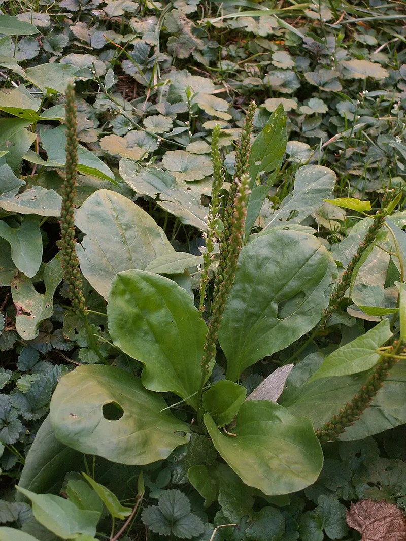 Plantain (Plantago major) — weed in Middle Tennessee