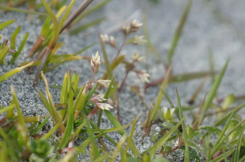 Poa Annua (Poa annua) — weed in Middle Tennessee