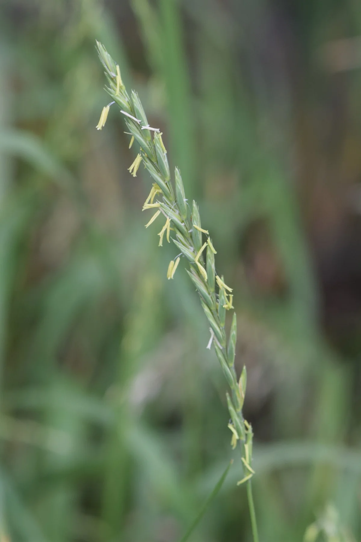 Quack Grass thumbnail 3