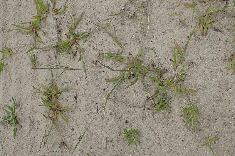 Smooth Crabgrass (Digitaria ischaemum) — weed in Middle Tennessee