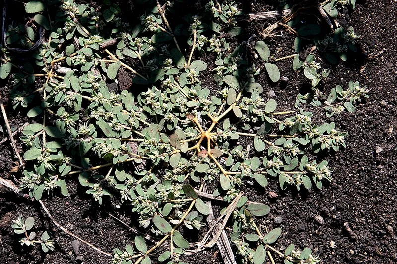 Spurge (Euphorbia maculata) — weed in Middle Tennessee