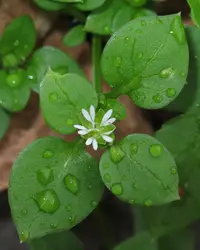 Chickweed weed in Middle Tennessee