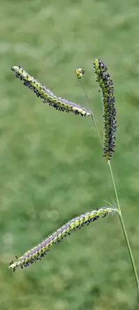 Dallisgrass weed in Middle Tennessee