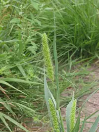 Foxtail weed in Middle Tennessee