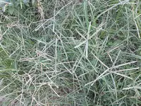 Goosegrass weed in Middle Tennessee