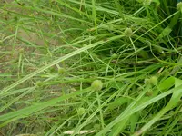 Kyllinga weed in Middle Tennessee