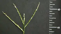 Large Crabgrass weed in Middle Tennessee