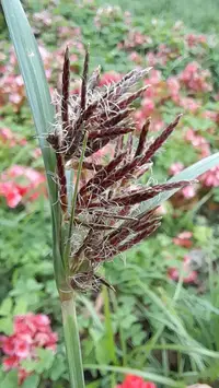 Purple Nutsedge weed in Middle Tennessee