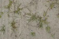 Smooth Crabgrass weed in Middle Tennessee
