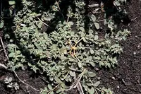 Spurge weed in Middle Tennessee