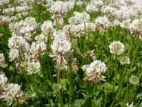 White Clover weed in Middle Tennessee