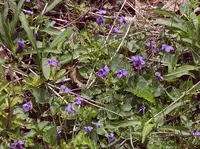 Wild Violet weed in Middle Tennessee