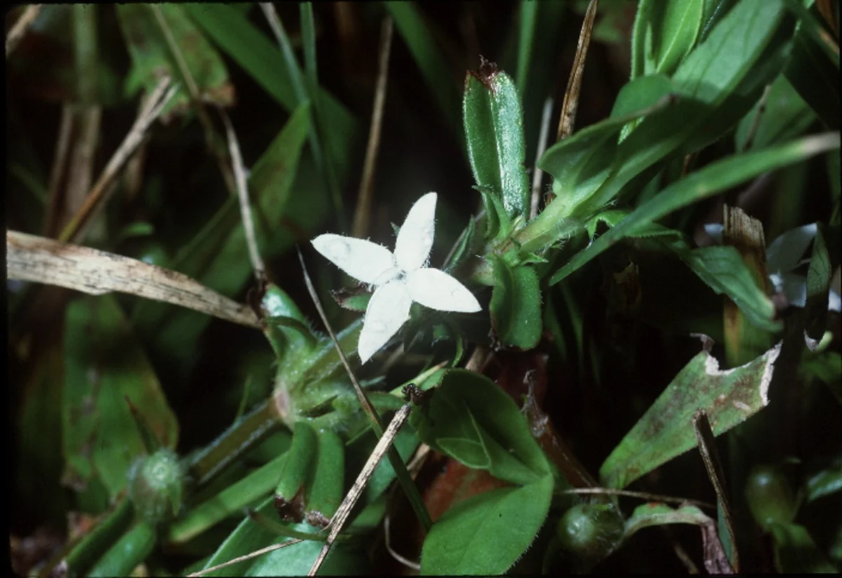 Virginia Buttonweed thumbnail 2