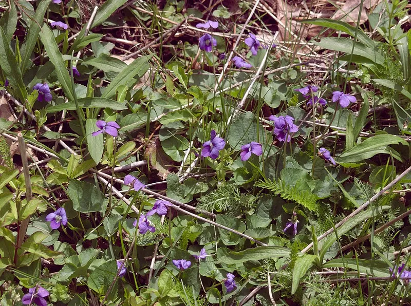 Wild Violet (Viola sororia) — weed in Middle Tennessee