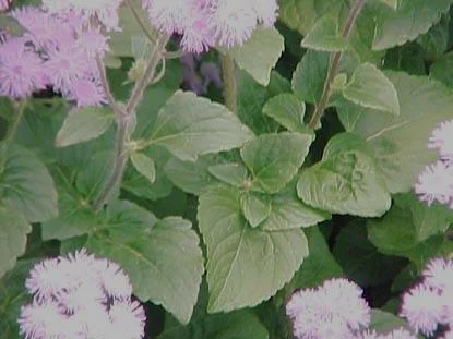 Annuals & Biennials in Middle Tennessee