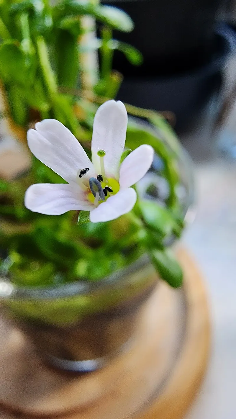bacopa (Bacopa carolinensis) in Middle Tennessee