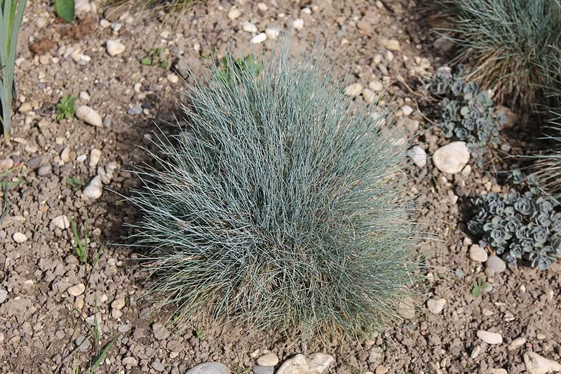 Blue Fescue (Festuca glauca) in Middle Tennessee